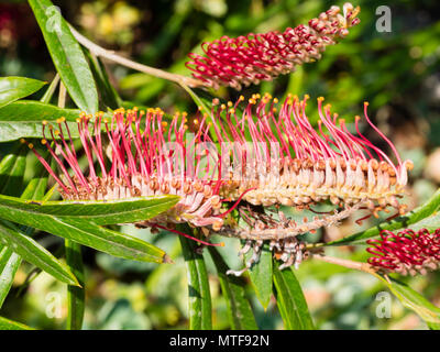 Les fleurs de l'inhabituel, de Grevillea Grevillea barklyana Gully, avec des styles de rouge, la floraison au début de l'été au Royaume-Uni Banque D'Images