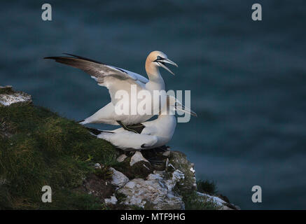 Paire de fous de Bassan (Morus bassanus) présentant le comportement d'accouplement. Falaises de Bempton, East Yorkshire, UK. Banque D'Images