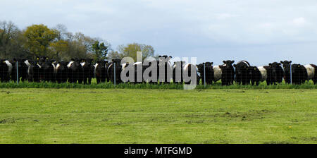 Belted Galloways à l'Clippex l'escrime Banque D'Images