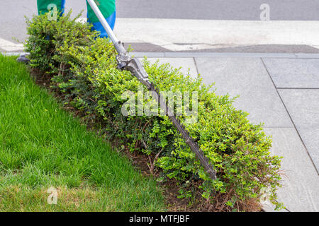 La coupe d'un jardinier haie avec un taille-haie moteur dans le parc. Banque D'Images