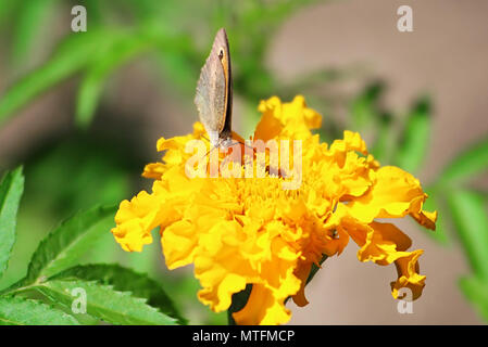 Mur nord (Lasiommata petropolitana papillon brun) sur la fleur de souci Banque D'Images