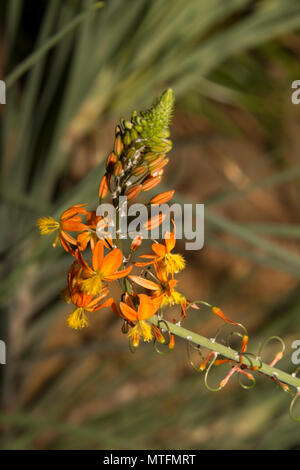 Bulbine frutescens Banque D'Images