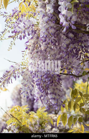 Une belle fleur de Wisteria Floribunda violet/ lilas et blanc en mai, Angleterre, Royaume-Uni Banque D'Images