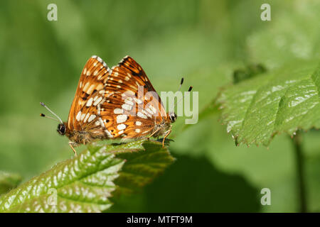 Une superbe paire de l'accouplement Duc de Bourgogne Papillon (Hamearis lucina) perché sur une feuille. Banque D'Images