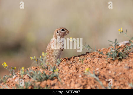 Un spermophile repéré sur un monticule dans le sud de l'Arizona, USA. Banque D'Images