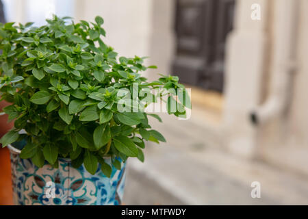 Le basilic plante dans un pot coloré sur un rebord de fenêtre en bois, le flou d'arrière-plan la façade de l'immeuble Banque D'Images