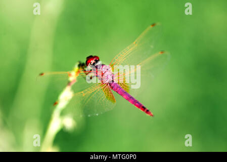 Libellule rouge sur un fond vert close up shot. Banque D'Images