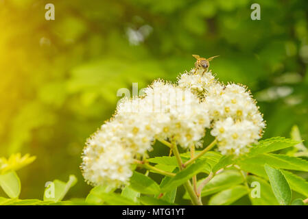 Collecte de nectar de fleur abeille selective focus, Green grass, médicinales concept miel Banque D'Images