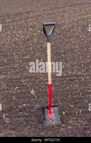 Les peuplements de pelle dans le sol, sur le terrain, au cours de la plantation de la récolte Banque D'Images