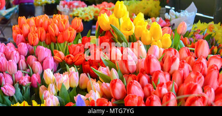 Les tulipes et les jonquilles fleurissent sur le marché aux fleurs au centre-ville. Signes du printemps, l'été, et de la magnifique nature prennent vie avec des bouquets et des bouquets. Banque D'Images