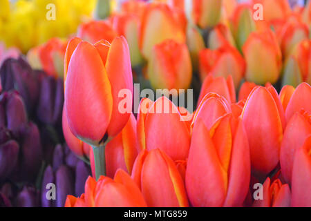 Les tulipes et les jonquilles fleurissent sur le marché aux fleurs au centre-ville. Signes du printemps, l'été, et de la magnifique nature prennent vie avec des bouquets et des bouquets. Banque D'Images