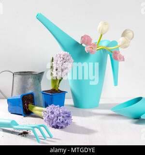 Arrosoir bleu avec un bouquet de fleurs de tulipes blanches et roses sur fond blanc. Les accessoires de jardin. Banque D'Images