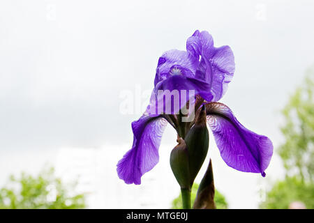 Macro photographie Iris mauve, violet iris background Banque D'Images