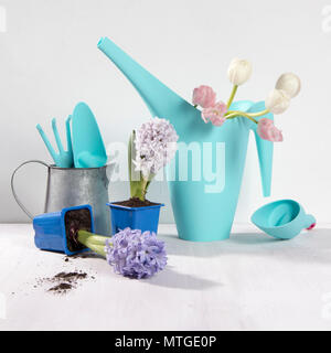 Arrosoir bleu avec un bouquet de fleurs de tulipes blanches et roses sur fond blanc. Les accessoires de jardin. Banque D'Images