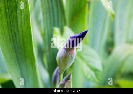 Macro photographie Iris mauve, violet iris background Banque D'Images