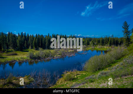 Vue extérieure de l'étang naturel de petite rivière au superbe paysage de la nature, avec des pins dans le Parc National de Grand Teton, Wyoming pendant superbe journée ensoleillée à l'été Banque D'Images