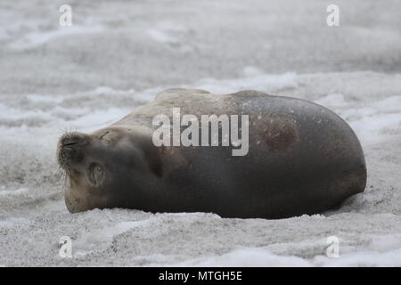 Antarctic Weddell Seal au repos Banque D'Images