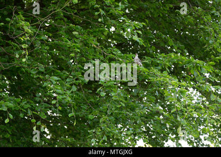 Un mistle thrush est perché sur une branche dans un bois Banque D'Images