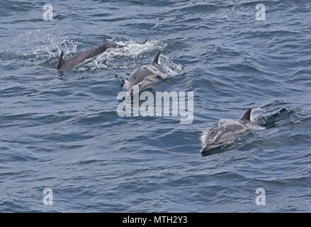 Dauphin bleu et blanc (Stenella coeruleoalba) trois adultes natation navire vers l'océan Atlantique au large de la côte portugaise peut Banque D'Images