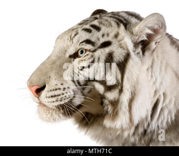 Tigre blanc devant un fond blanc Banque D'Images