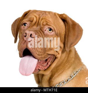 Dogue de Bordeaux (10 mois) en face d'un fond blanc Banque D'Images