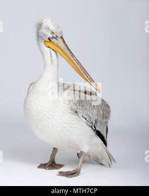 Pélican frisé Pelecanus crispus,, 18 years old, in front of white background, studio shot Banque D'Images