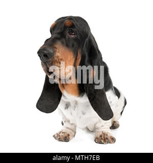 Basset Hound, 10 years old, in front of white background, studio shot Banque D'Images