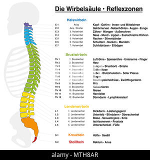 La réflexologie dorsale graphique avec une description précise des organes internes et les parties du corps, et avec des noms et des numéros. Nom allemand ! Banque D'Images