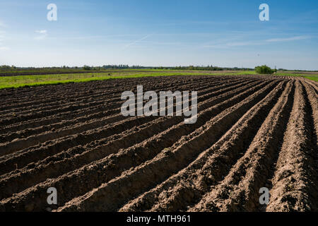 Terrain agricole labourée. Paysage avec les terres agricoles, a récemment labouré et préparé pour la récolte en journée ensoleillée avec ciel bleu. L'agriculture. Banque D'Images