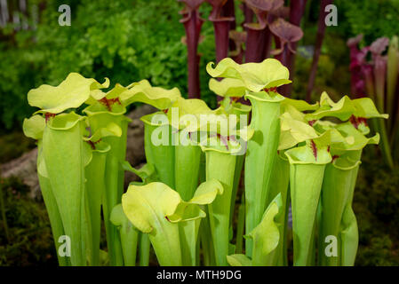 Plantes carnivores. Sarracenia flava var. rugelii sarracénie pourpre. Banque D'Images