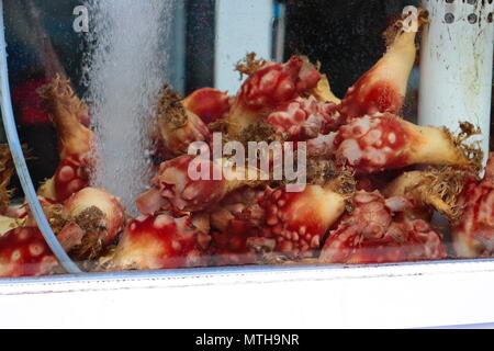 L'ananas de la mer (Sea Squirt) dans l'aquarium Banque D'Images