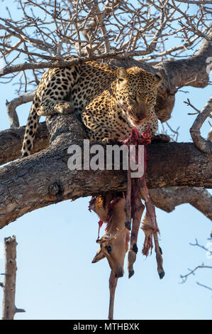 L'Afrique de l'homme Leopard avec le reste de son Impala tuer élevé dans un arbre Banque D'Images