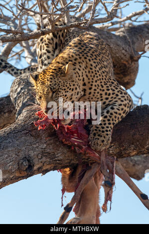 Un mâle léopard africain tenaille les vestiges de son Impala tuer élevé dans un arbre Banque D'Images