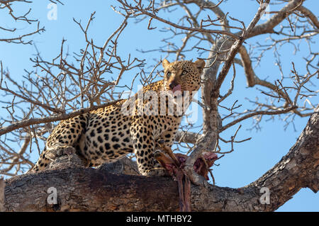 Un mâle léopard africain ne cesse de regarder à partir d'un arc dans un arbre tout en gardant les vestiges de son tuer Banque D'Images