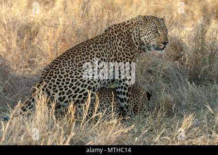 Les léopards africains l'accouplement à l'ombre de la grande herbe savane à Sabi Sands Game Reserve Banque D'Images