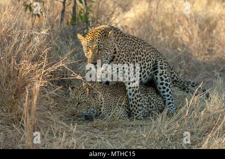 Les léopards africains l'accouplement à l'ombre de la grande herbe savane à Sabi Sands Game Reserve Banque D'Images