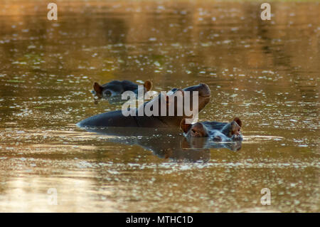 Les hippopotames se baignant dans une piscine à Sabi Sands Game Reserve Banque D'Images