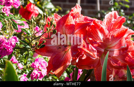 Peach, corail double-petal amaryllis avec cascade Excellenz von Schubert roses anciennes en face de la frontière de fleurs au lever du soleil. Maison de brique, arrière-plan. Banque D'Images