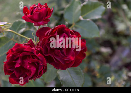 Grappe de fleurs roses Dr Huey au printemps. Photo a été prise en fin de journée dans la banlieue de cour avant la frontière de fleurs Banque D'Images