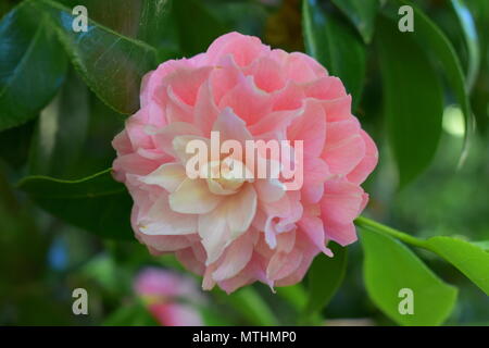 Camellia japonica, Japanese Tea Garden, San Francisco Banque D'Images