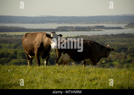 Quelques vaches qui paissent sur les collines de la côte de Purbeck, près de Old Harry Rocks et Studland à proximité. Printemps 2018. Banque D'Images