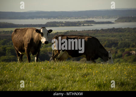 Quelques vaches qui paissent sur les collines de la côte de Purbeck, près de Old Harry Rocks et Studland à proximité. Printemps 2018. Banque D'Images