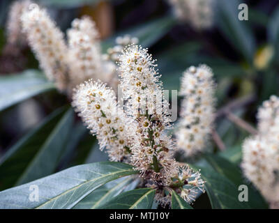 Cherry Laurel, Prunus laurocerasus en fleur Banque D'Images