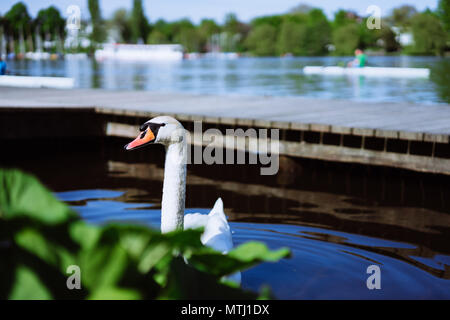 La tête d'un cygne curieux qui arrivait derrière les usines de Lac Alster à Hambourg, Allemagne Banque D'Images