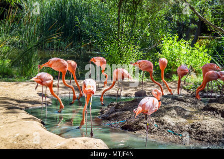 Beaux oiseaux flamingo rouge dans l'eau étang dans le zoo. Banque D'Images