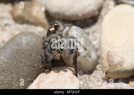 Macro photo d'une toute petite araignée sauteuse sur le gravier Banque D'Images