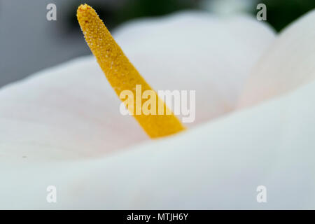 Soft focus de blanc Zantedeschia aethiopica (connu sous le nom de calla lily et) d'arum avec spathe jaune - Araceae, Alismatales Banque D'Images