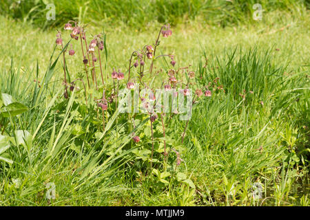 Benoîte Geum rivale, l'eau, Sussex, UK, mai, pondplant la faune Banque D'Images