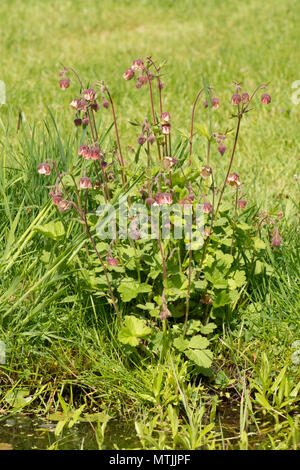 Benoîte Geum rivale, l'eau, Sussex, UK, mai, pondplant la faune Banque D'Images