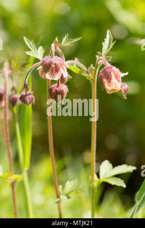 Benoîte Geum rivale, l'eau, Sussex, UK, mai, pondplant la faune Banque D'Images